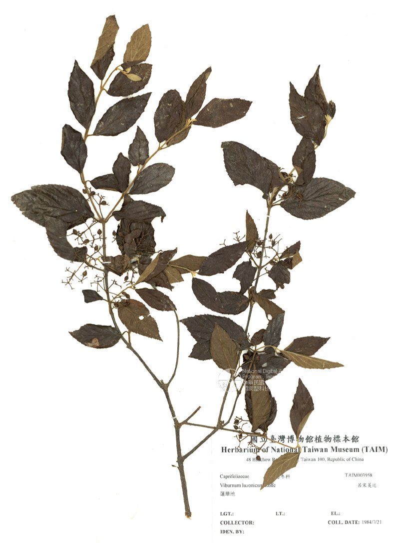 ƦƪԤBǦWG<em>Viburnum luzonicum Rolfe</em><br>W١Gfg