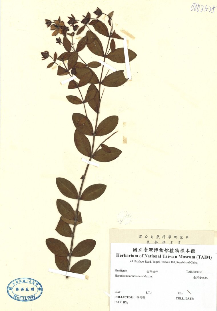 ƦƪԤBǦWG<em>Hypericum formosanum Maxim.</em><br>W١GOW