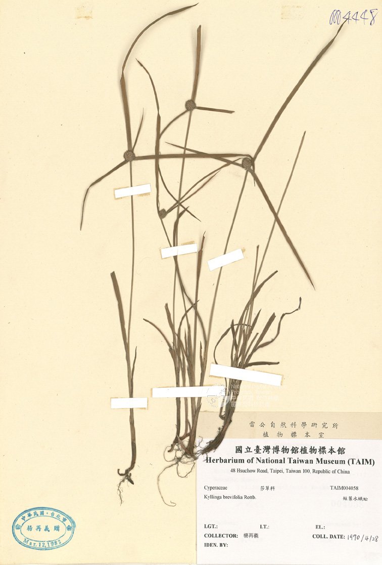 ƦƪԤBǦWG<em>Kyllinga brevifolia Rottb.</em><br>W١GuG