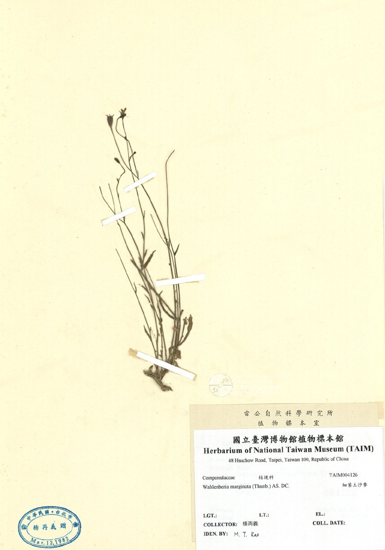 ƦƪԤBǦWG<em>Wahlenberia marginata (Thunb.) AS. DC.</em><br>W١GӸgF