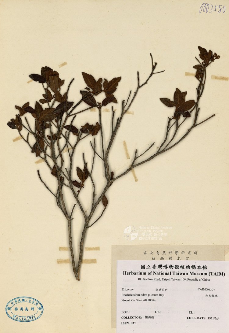 ƦƪԤBǦWG<em>Rhododendron rubro-pilosum Hay.</em><br>W١GY