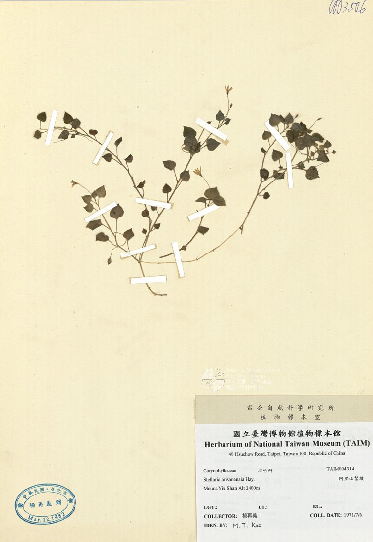 ƦƪԤBǦWG<em>Stellaria arisanenaia Hay.</em><br>W١Gsc\