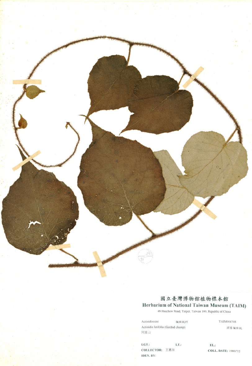 ƦƪԤBǦWG<em>Actinidia latifolia (Gardn. & Champ.) Merr.</em><br>W١G︭nU