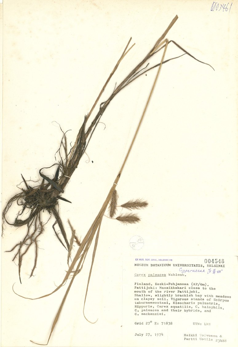 ƦƪԤBǦWG<em>Carex aquatilis Wahlenb.</em><br>W١GCarex aquatilis Wahlenb.