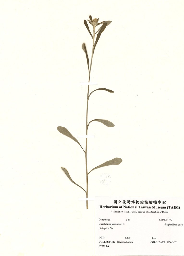 ƦƪԤBǦWG<em>Gnaphalium purpureum L.</em><br>W١GT