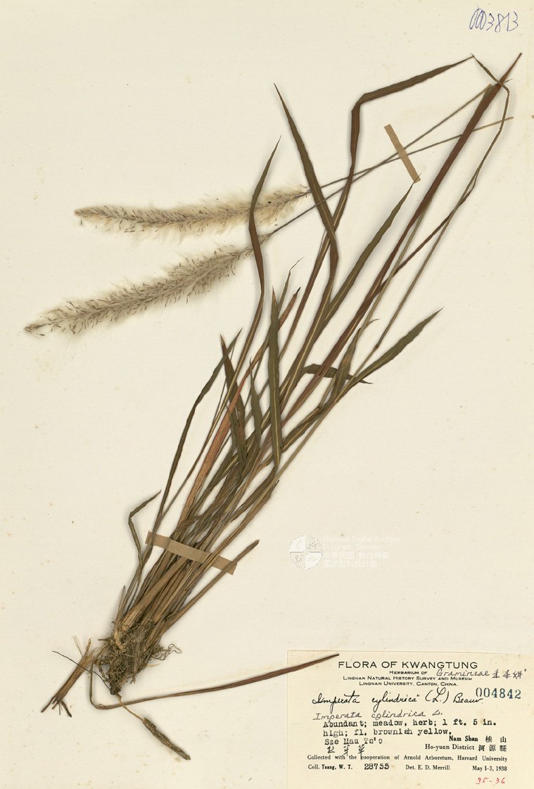 ƦƪԤBǦWG<em>Imperata cylindrica (L.) Beauv.</em><br>W١GխT
