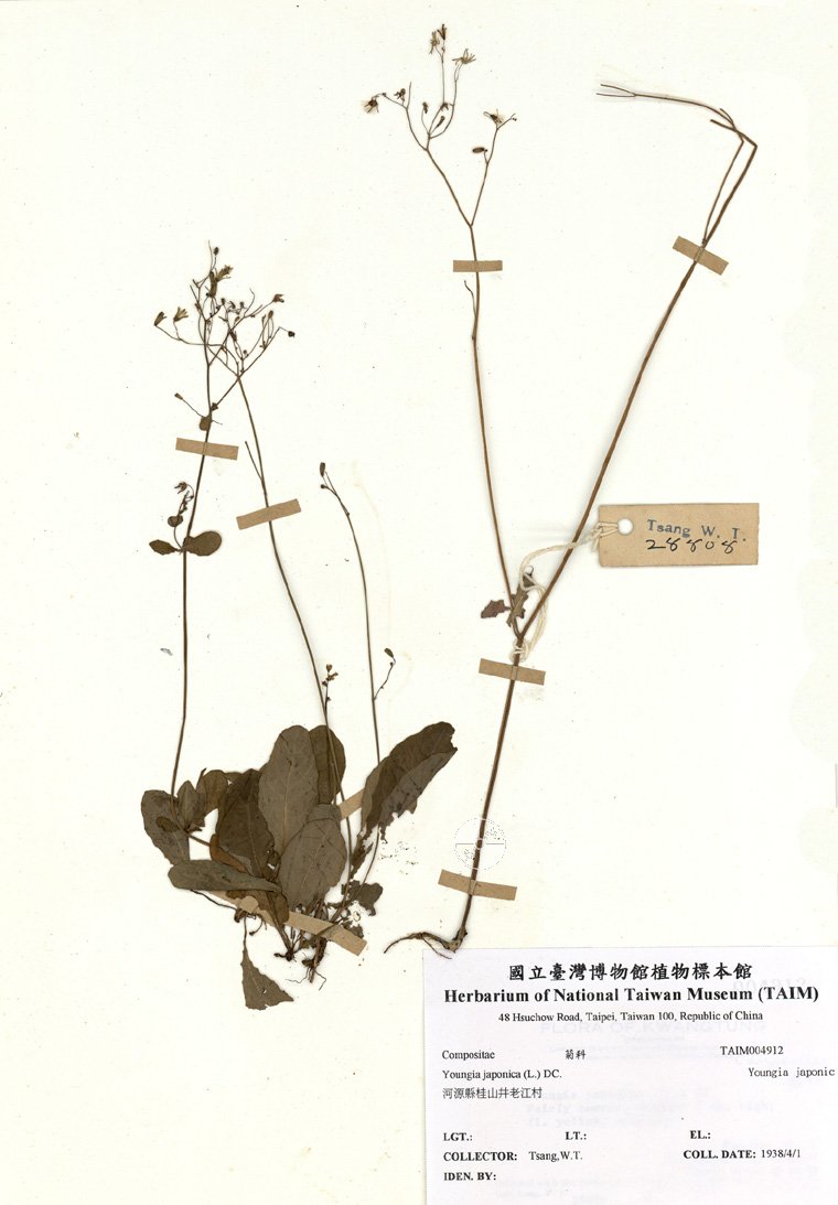 ƦƪԤBǦWG<em>Youngia japonica (L.) DC.</em><br>W١GYoungia japonica (L.) DC.