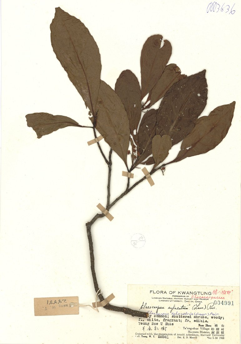 ƦƪԤBǦWG<em>Elaecarpus sylvestris (Laur) Poir</em><br>W١G^