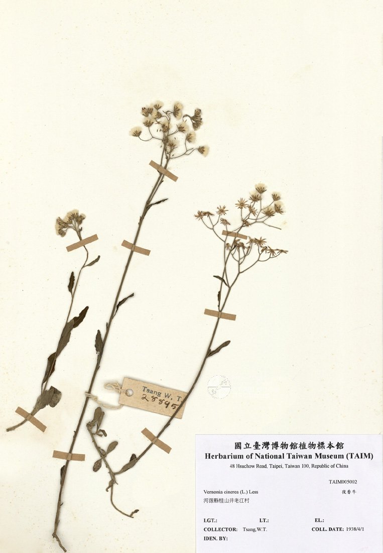 ƦƪԤBǦWG<em>Vernonia cinerea (L.) Less</em><br>W١G]