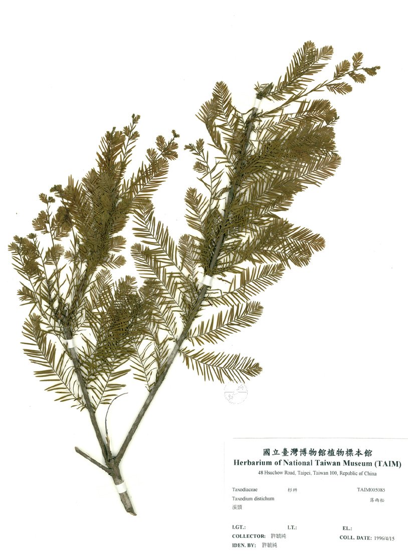 ƦƪԤBǦWG<em>Taxodium distichum</em><br>W١GBQ