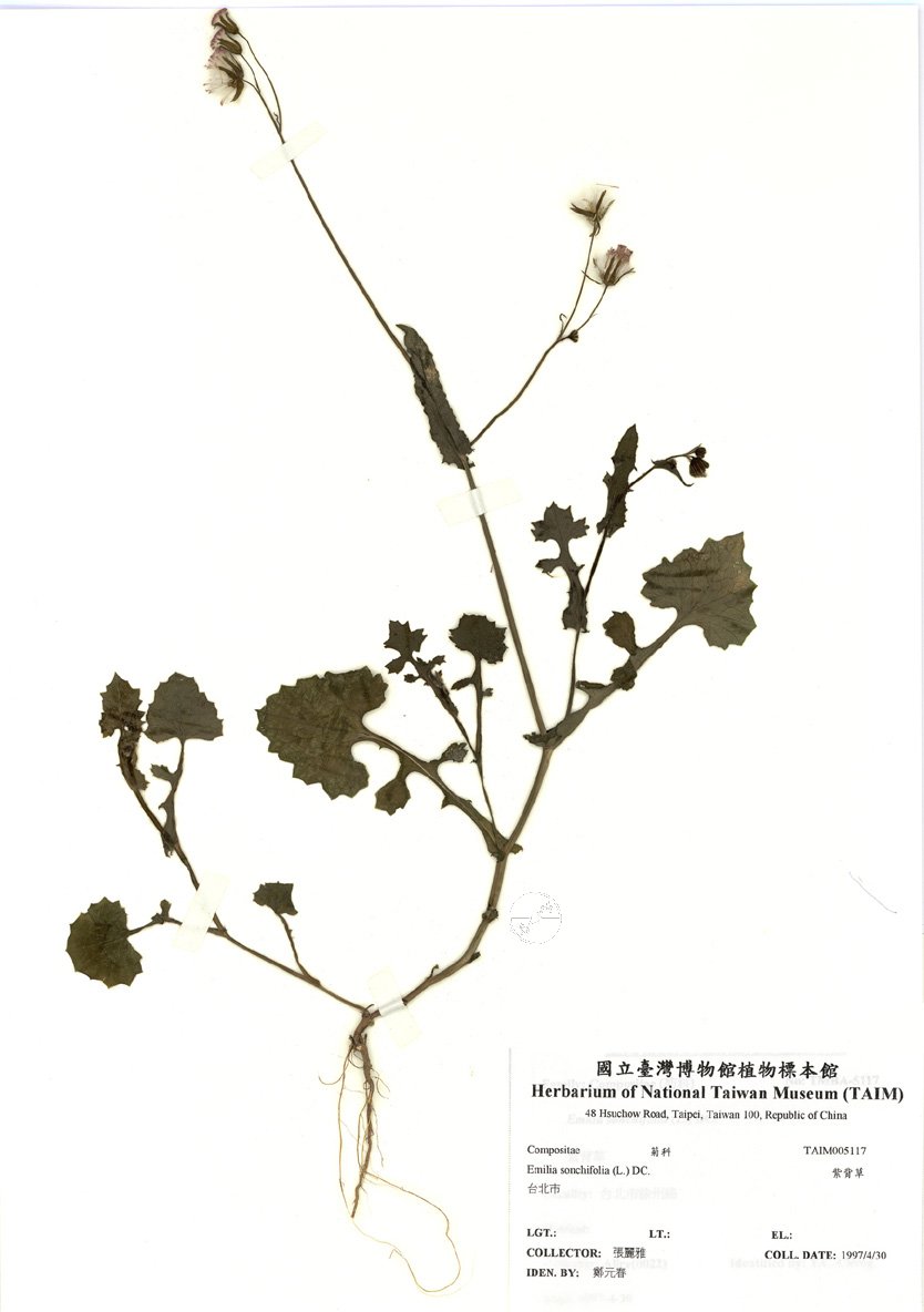 ƦƪԤBǦWG<em>Emilia sonchifolia (L.) DC.</em><br>W١GI