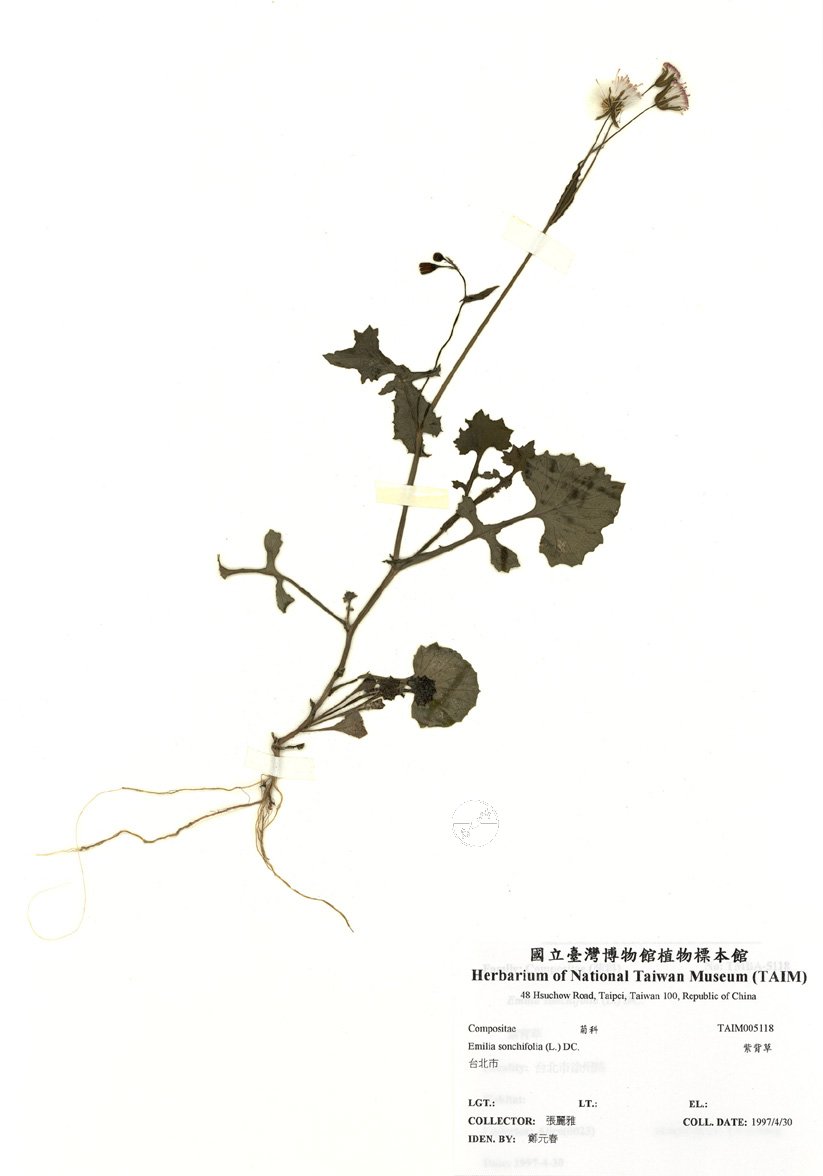 ƦƪԤBǦWG<em>Emilia sonchifolia (L.) DC.</em><br>W١GI