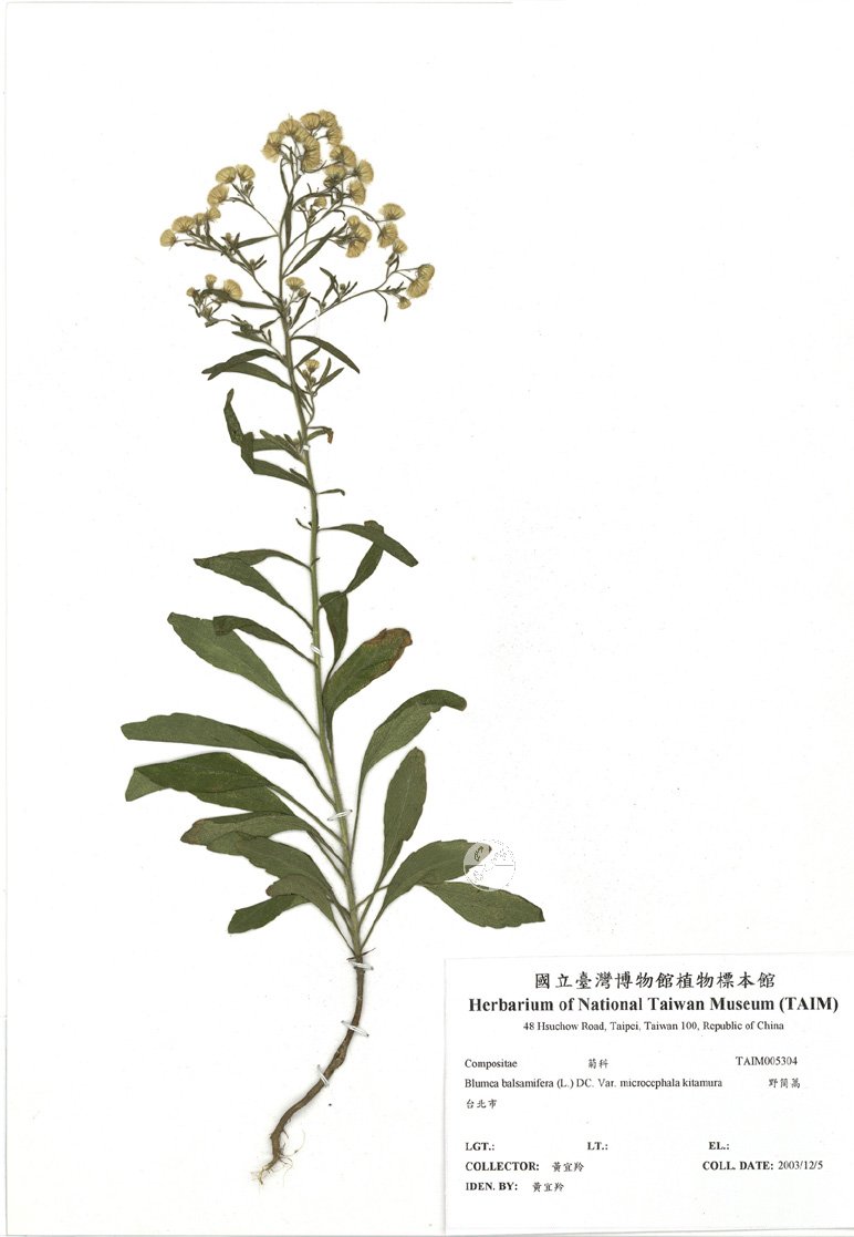 ƦƪԤBǦWG<em>Blumea balsamifera (L.) DC. Var. microcephala kitamura</em><br>W١GU