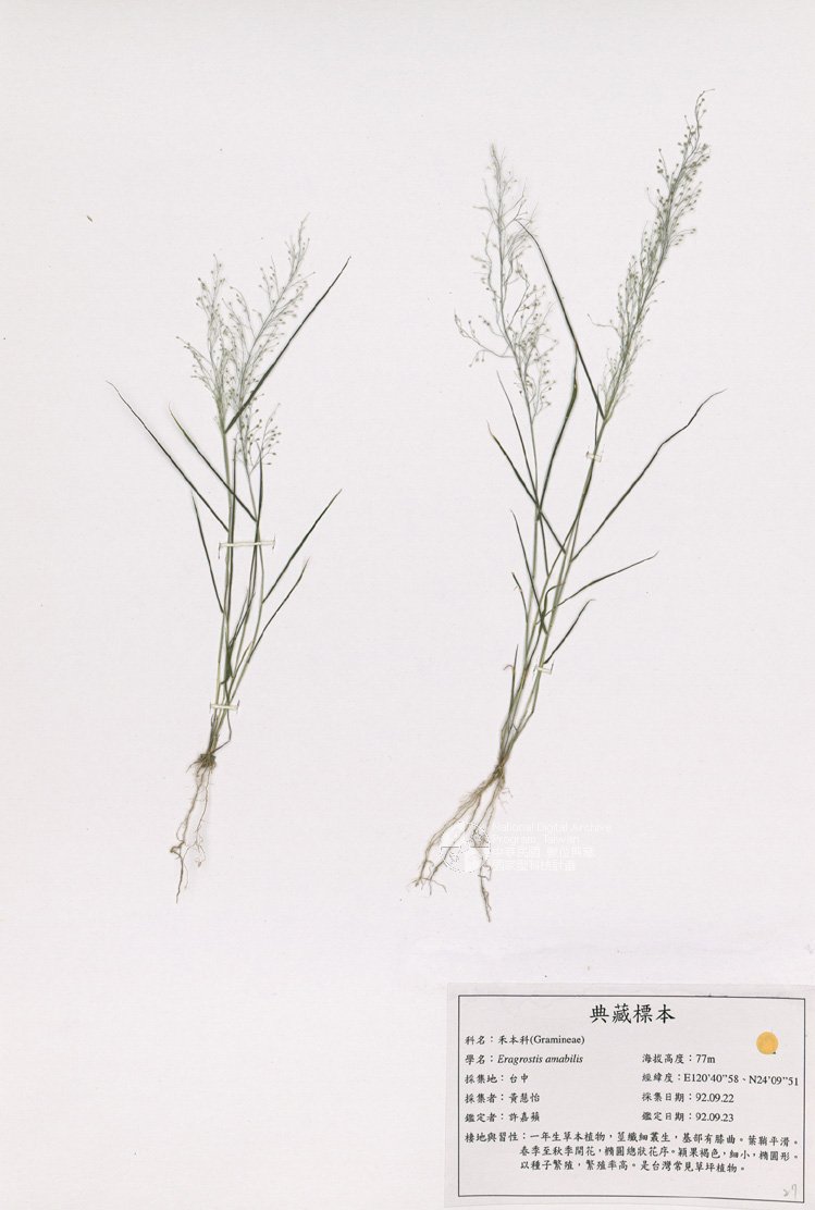 ƦƪԤBǦWG<em>Eragrostis amabilis (L.) Wight & Arn ex Nees</em><br>W١GV