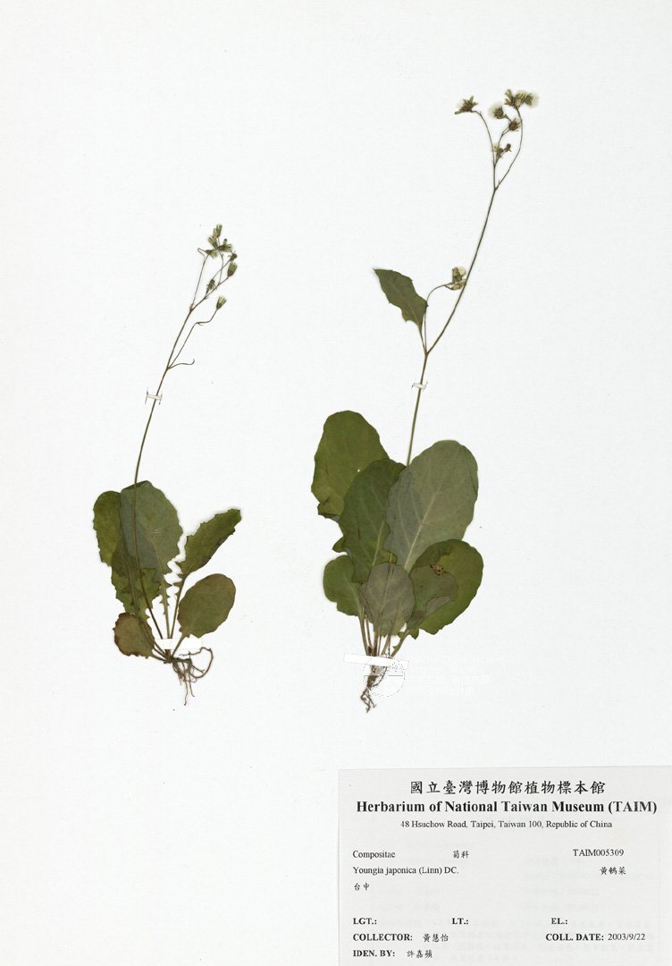 ƦƪԤBǦWG<em>Youngia japonica (Linn) DC.</em><br>W١GO