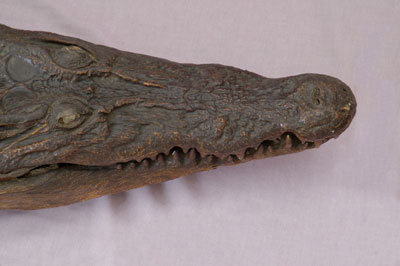 ƦƪԤBǦWG<em>Crocodylus porosus</em><br>W١GWs<br>^W١GSaltwater crocodiles