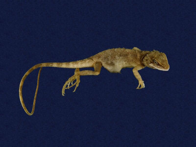 ƦƪԤBǦWG<em>Japalura swinhonis</em><br>W١G廨kh<br>^W١GSwinhoes tree lizard