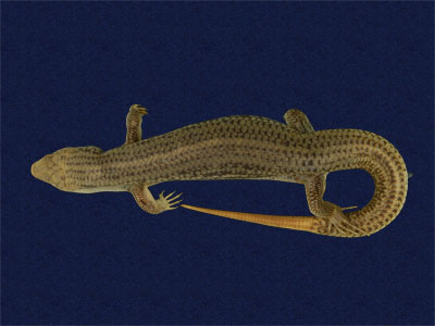 ƦƪԤBǦWG<em>Eumeces chinensis formosensis</em><br>W١Gsl<br>^W١GFormosan Chinese skink