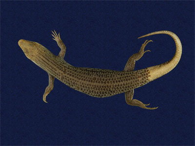 ƦƪԤBǦWG<em>Eumeces chinensis formosensis</em><br>W١Gsl<br>^W١GFormosan Chinese skink