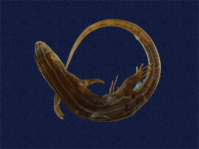 ƦƪԤBǦWG<em>Eumeces elegans</em><br>W١GRsl<br>^W١GElegant five-lined skink