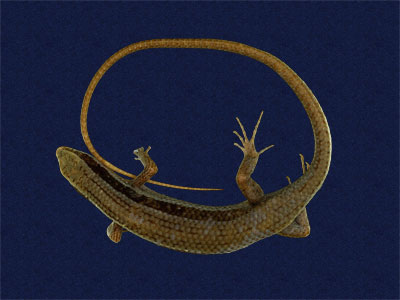 ƦƪԤBǦWG<em>Mabuya longicaudata</em><br>W١Gnh<br>^W١GLong-tailed skink