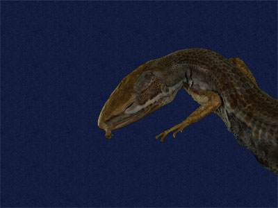 ƦƪԤBǦWG<em>Takydromous stejnegeri</em><br>W١Gܯh<br>^W١GStejneger's grass lizard