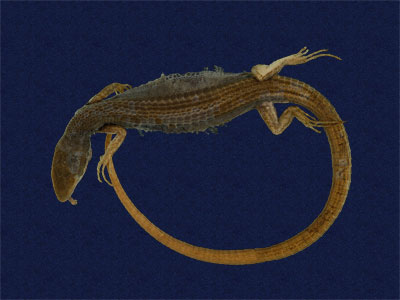 ƦƪԤBǦWG<em>Takydromous stejnegeri</em><br>W١Gܯh<br>^W١GStejneger's grass lizard
