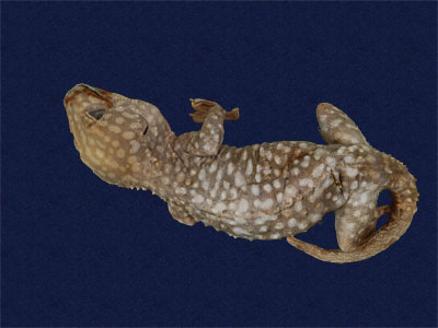 ƦƪԤBǦWG<em>Gekko gecko</em><br>W١Gjuc<br>^W١GTokay gecko