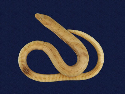 ƦƪԤBǦWG<em>Ophisaurus harti</em><br>W١GDh<br>^W١GHarts glass lizard