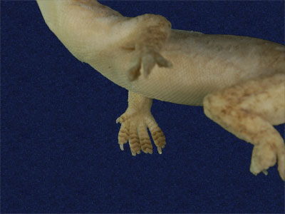 ƦƪԤBǦWG<em>Hemidactylus frenatus</em><br>W١G粪<br>^W١GCommon house gecko