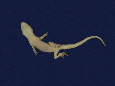 ƦƪԤBǦWG<em>Hemidactylus frenatus</em><br>W١G粪<br>^W١GCommon house gecko