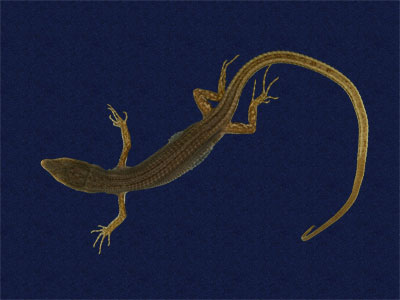 ƦƪԤBǦWG<em>Takydromous stejnegeri</em><br>W١Gܯh<br>^W١GStejneger's grass lizard