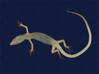 ƦƪԤBǦWG<em>Takydromous stejnegeri</em><br>W١Gܯh<br>^W١GStejneger's grass lizard