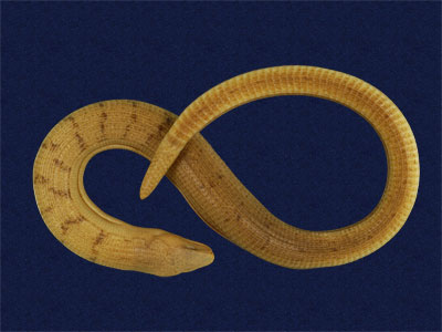 ƦƪԤBǦWG<em>Ophisaurus harti</em><br>W١GDh<br>^W١GHarts glass lizard