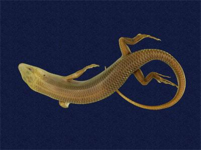 ƦƪԤBǦWG<em>Eumeces elegans</em><br>W١GRsl<br>^W١GElegant five-lined skink