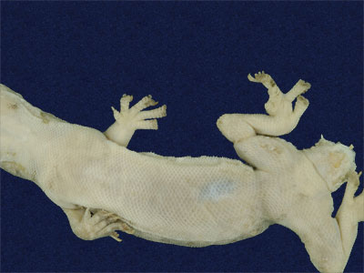 ƦƪԤBǦWG<em>Hemidactylus stejnegeri</em><br>W١GvN粪<br>^W١GStejneger's gecko