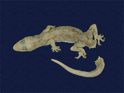 ƦƪԤBǦWG<em>Hemidactylus stejnegeri</em><br>W١GvN粪<br>^W١GStejneger's gecko