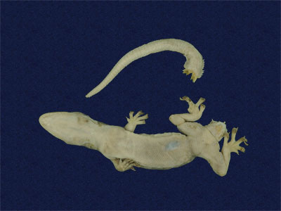 ƦƪԤBǦWG<em>Hemidactylus stejnegeri</em><br>W١GvN粪<br>^W١GStejneger's gecko