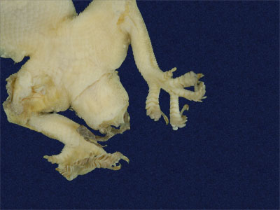 ƦƪԤBǦWG<em>Hemidactylus stejnegeri</em><br>W١GvN粪<br>^W١GStejneger's gecko