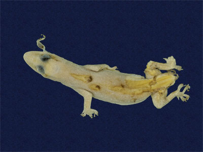 ƦƪԤBǦWG<em>Hemidactylus stejnegeri</em><br>W١GvN粪<br>^W١GStejneger's gecko