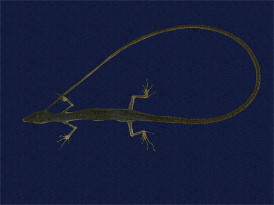 ƦƪԤBǦWG<em>Takydromous sauteri</em><br>W١GnOh<br>^W١GSauter's grass lizard