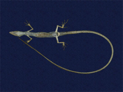 ƦƪԤBǦWG<em>Takydromous sauteri</em><br>W١GnOh<br>^W١GSauter's grass lizard