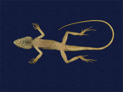 ƦƪԤBǦWG<em>Japalura swinhonis</em><br>W١G廨kh<br>^W١GSwinhoes tree lizard