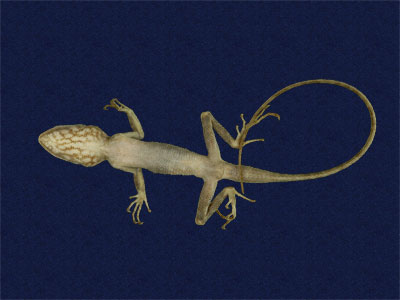 ƦƪԤBǦWG<em>Japalura polygonata xanthostoma</em><br>W١Gfkh<br>^W١GYellow-mouthed japalura