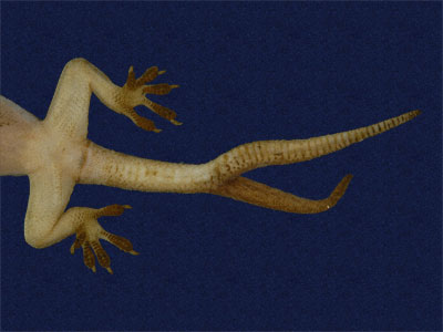 ƦƪԤBǦWG<em>Hemidactylus bowringii</em><br>W١GL粪<br>^W١GBowring's gecko