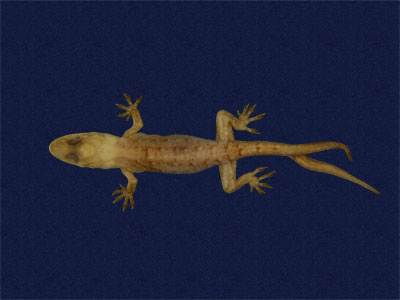 ƦƪԤBǦWG<em>Hemidactylus bowringii</em><br>W١GL粪<br>^W١GBowring's gecko