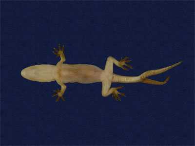 ƦƪԤBǦWG<em>Hemidactylus bowringii</em><br>W١GL粪<br>^W١GBowring's gecko