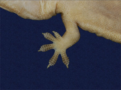 ƦƪԤBǦWG<em>Hemidactylus bowringii</em><br>W١GL粪<br>^W١GBowring's gecko