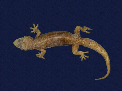 ƦƪԤBǦWG<em>Hemidactylus bowringii</em><br>W١GL粪<br>^W١GBowring's gecko