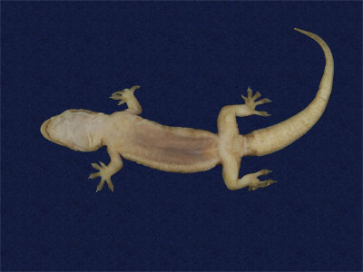 ƦƪԤBǦWG<em>Hemidactylus bowringii</em><br>W١GL粪<br>^W١GBowring's gecko